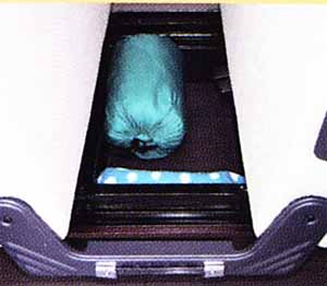 popcom ポップコン